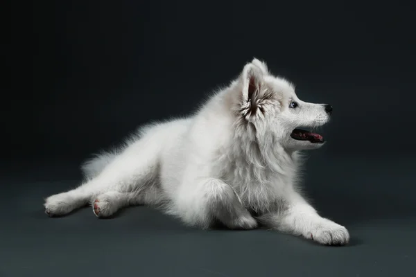 暗い背景に横たわっている愛すべきサモエド犬 — ストック写真