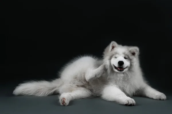 Lovable Samoyed dog on dark background — Stock Photo, Image