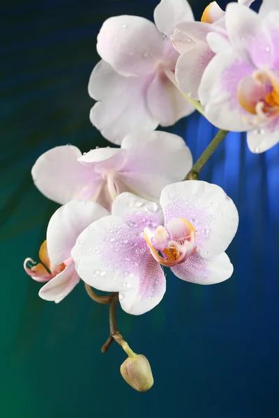 Květy orchidejí na tmavé barevné pozadí — Stock fotografie