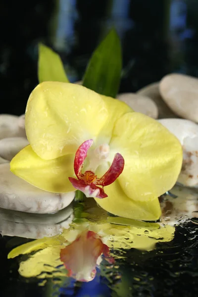 Orchidea virágok vízcseppek és kavicsos kövek sötét színes háttér — Stock Fotó