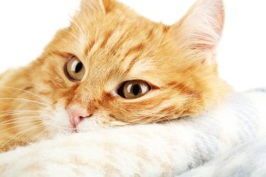 Sıcak ekose ve beyaz arka plan üzerinde kırmızı kedi