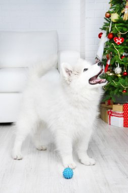 Oda arka plan üzerinde Noel ağacı ile top ile oynak Samoyed köpek