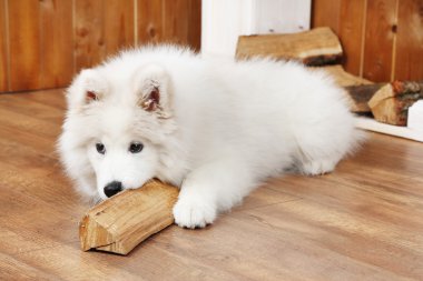 Oynak Samoyed köpek odun ahşap zemin üzerinde ve şömine arka plan üzerinde
