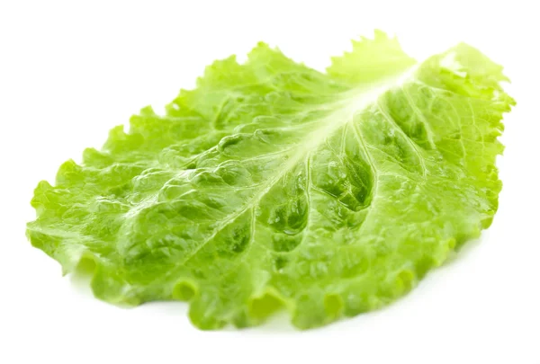 Green lettuce isolated on white — Stock Photo, Image