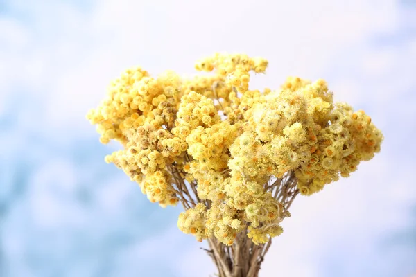 Beautiful dried flowers on bright background — Stock Photo, Image