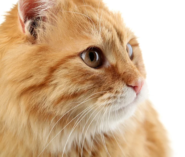 Retrato de gato rojo — Foto de Stock