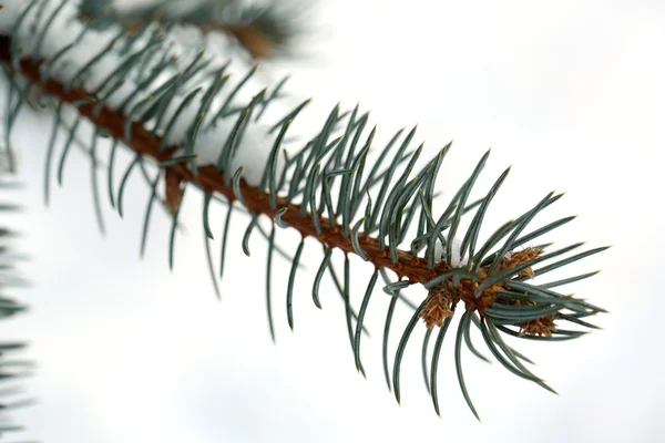 Covered with snow branch of spruce, outdoors — Stock Photo, Image