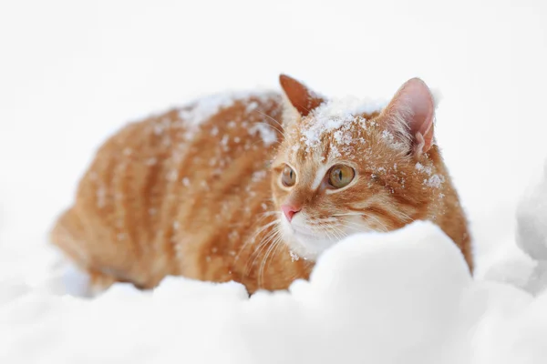 Gato de gengibre bonito no fundo da neve — Fotografia de Stock
