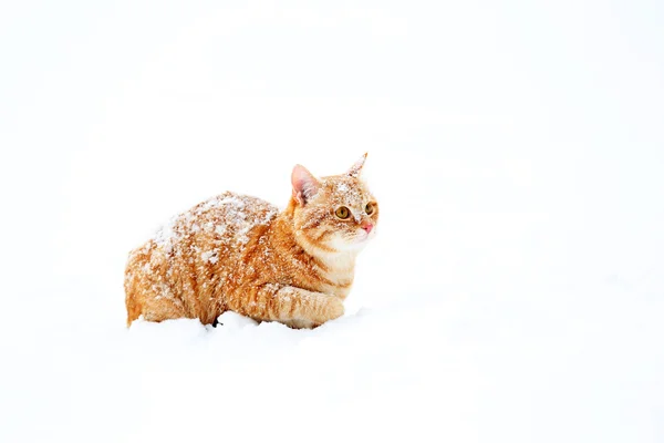 Gato de gengibre no fundo da neve — Fotografia de Stock