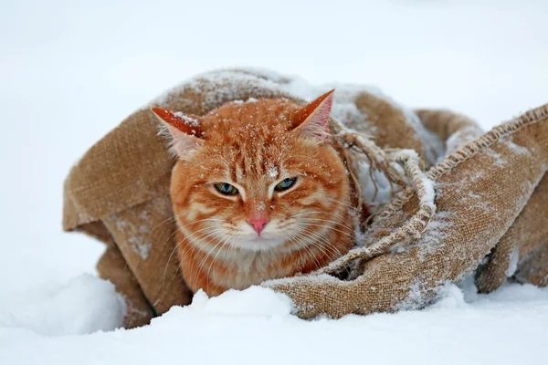 Gato vermelho bonito envolto em cobertor no fundo da neve — Fotografia de Stock