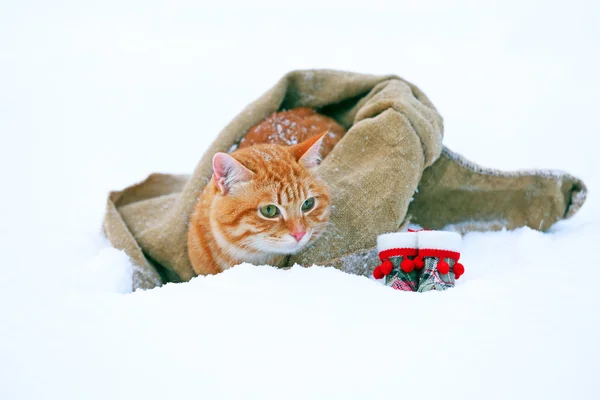 Niedliche rote Katze mit Weihnachtsmütze in Decke gewickelt auf Schnee Hintergrund — Stockfoto