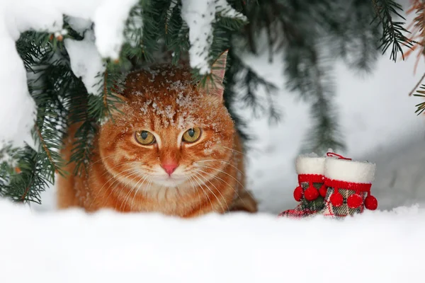 Hermoso gato rojo bajo el abeto sobre fondo blanco de nieve —  Fotos de Stock