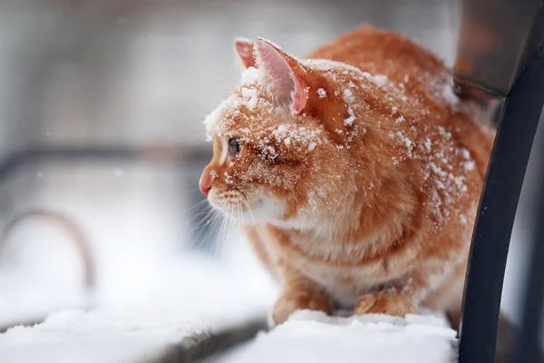 Κόκκινη γάτα στον πάγκο — Φωτογραφία Αρχείου