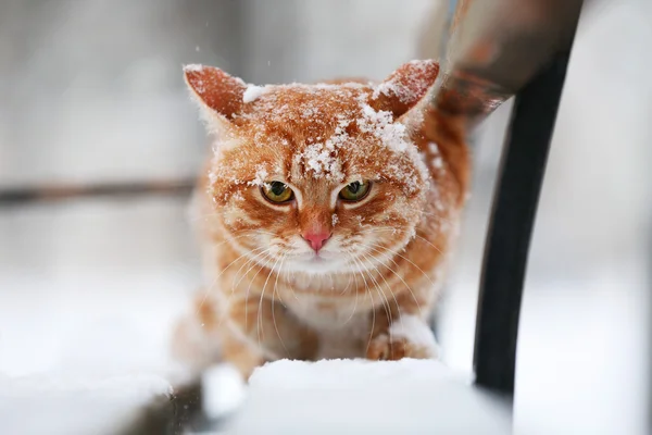 Rote Katze auf Bank — Stockfoto