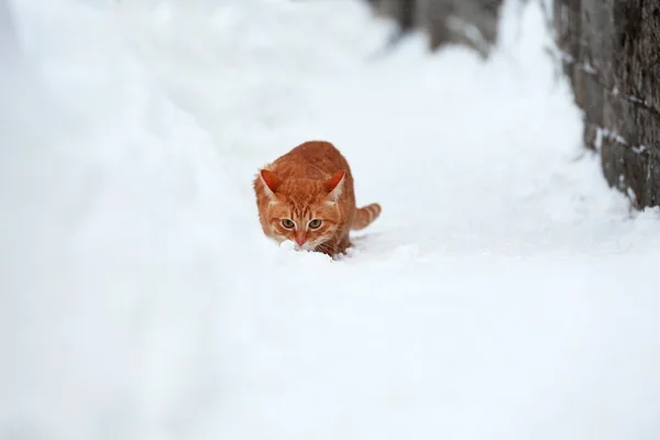 Gato rojo cerca de valla sobre fondo blanco de nieve —  Fotos de Stock