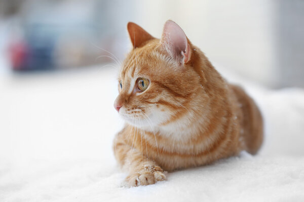 Красивая рыжая кошка на фоне снега
