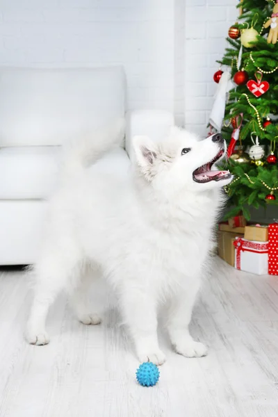 Juguetón perro Samoyedo con pelota en la habitación con árbol de Navidad en el fondo —  Fotos de Stock