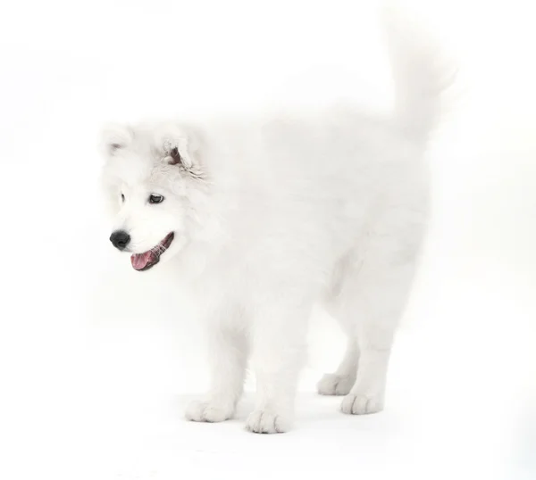 친절 한 Samoyed 개 흰색 절연 — 스톡 사진