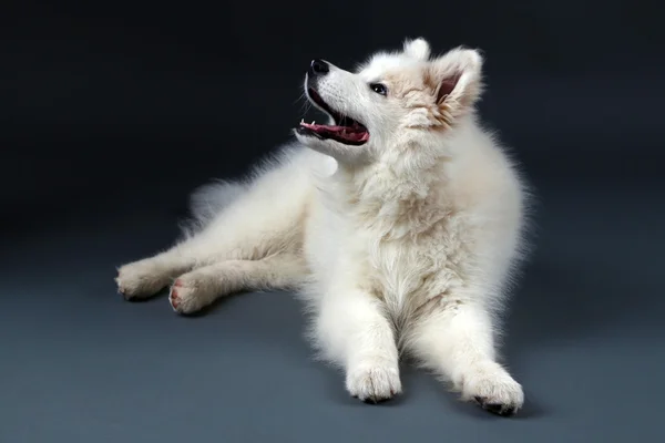 Lovable Samoyed dog lying on dark background — Stock Photo, Image