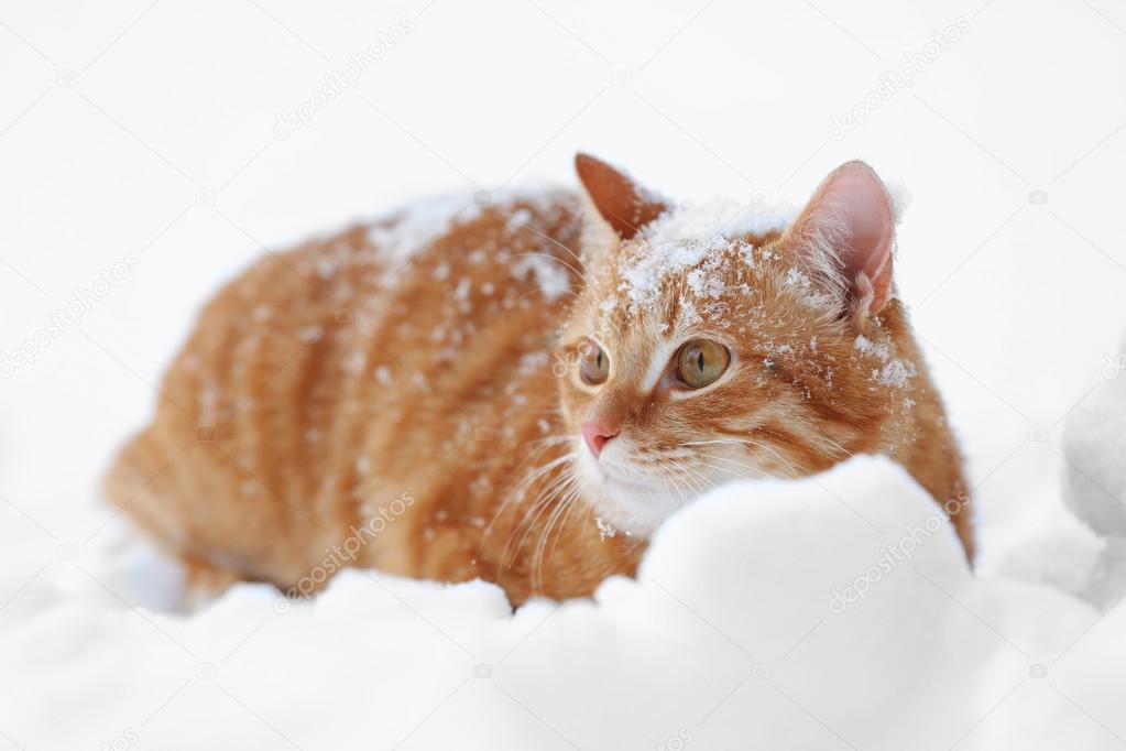 Beautiful ginger cat on snow background — Stock Photo © belchonock