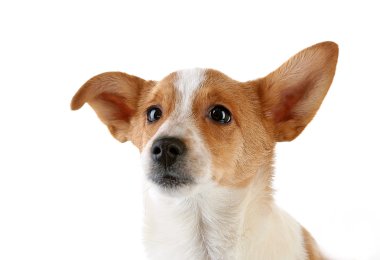 Beyaz arkaplanda izole edilmiş sevimli köpek