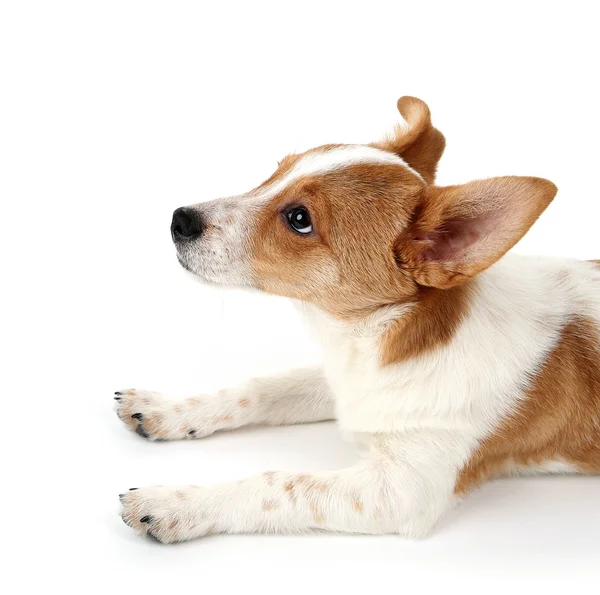 Lindo perro con hueso de cuero crudo en cinta roja aislada sobre fondo blanco —  Fotos de Stock