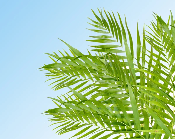 Beautiful palm leaves on light blue background — Stock Photo, Image