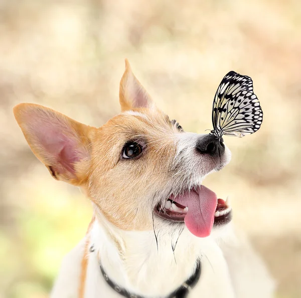 Bunte Schmetterling sitzt auf Hund Nase auf Herbst Hintergrund — Stockfoto