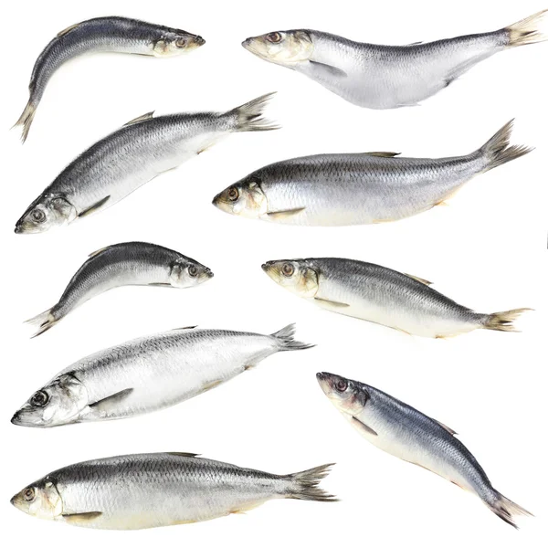 Collage of fresh herring fishes, isolated on white — Stock Photo, Image