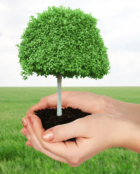 Small tree in hands on nature background — Stock Photo, Image