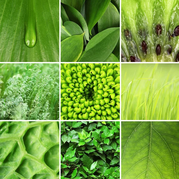 Zelená barva vzorky koláž — Stock fotografie
