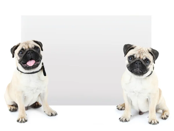 Cute pug dogs with place for text isolated on white — Stock Photo, Image