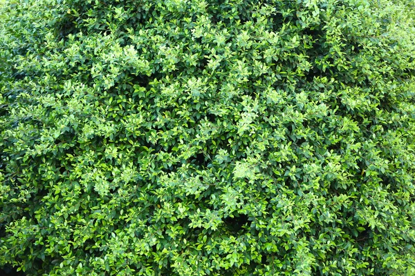 Arbusto verde bonito perto — Fotografia de Stock