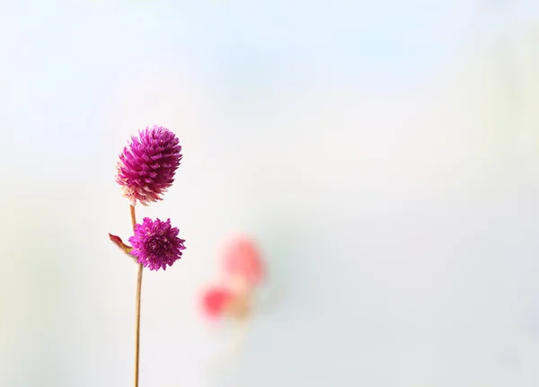 Hermosas flores secas sobre fondo brillante — Foto de Stock