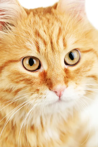 Porträt der roten Katze auf weißem Hintergrund — Stockfoto