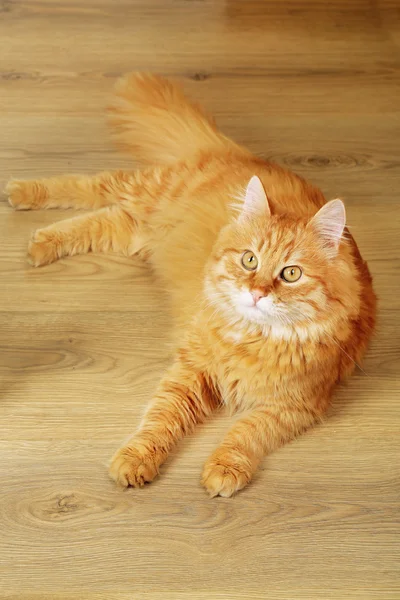Portrait of red cat on wooden floor background — Stock Photo, Image