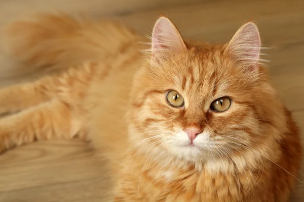 Portrait of red cat on wooden floor background — Stock Photo, Image