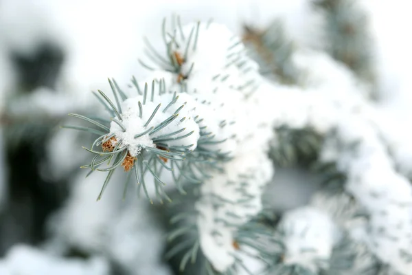 Covered with snow branch of spruce, outdoors — Stock Photo, Image
