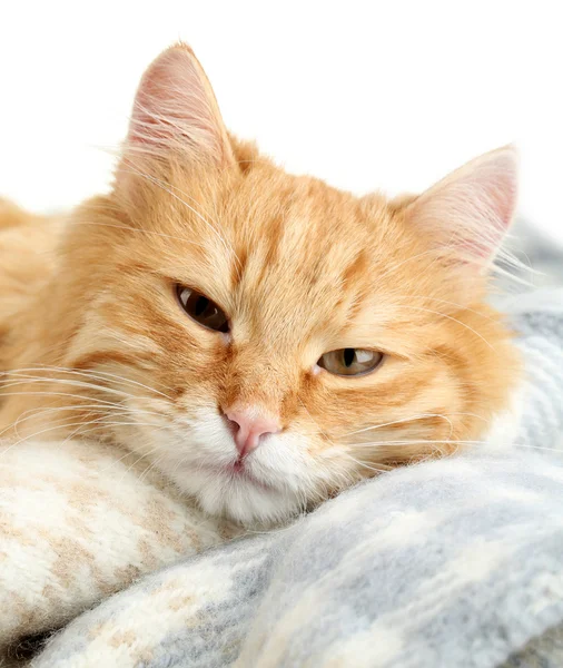 Red cat on warm plaid and white background — Stock Photo, Image