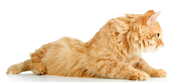 Червоний кіт лежить, ізольований на білому тлі — стокове фото