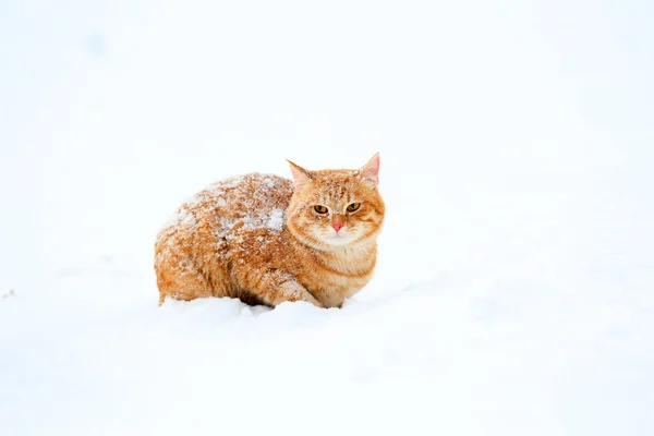 Рыжая кошка на фоне снега — стоковое фото