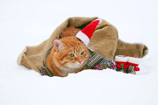 Lindo gato rojo con sombrero de Santa envuelto en manta sobre fondo de nieve — Foto de Stock