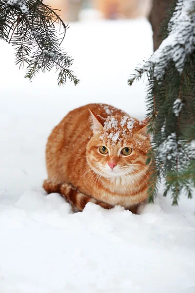 Hermoso gato rojo bajo el abeto sobre fondo blanco de nieve —  Fotos de Stock