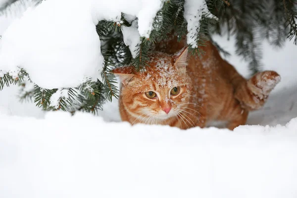 Hermoso gato rojo bajo el abeto sobre fondo blanco de nieve —  Fotos de Stock