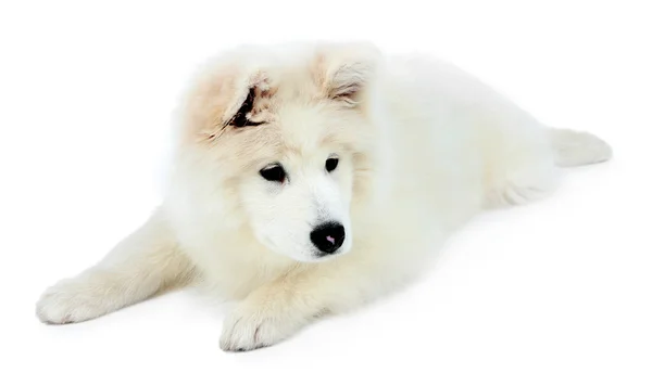 Доброзичливий самогубний собака лежить ізольовано на білому — стокове фото