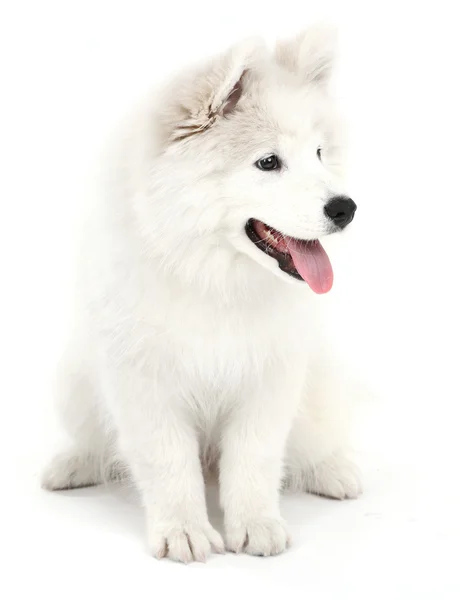 पांढरा वर वेगळे मैत्रीपूर्ण सामोईड कुत्रा — स्टॉक फोटो, इमेज