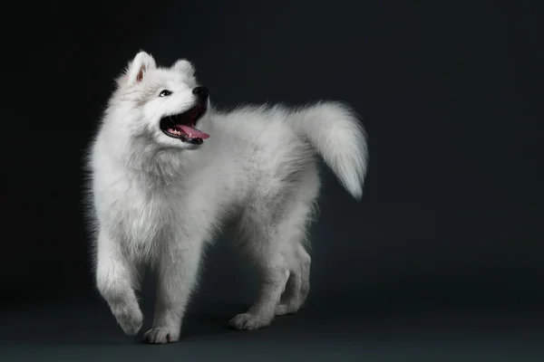 Lovable Samoyed dog on dark background — Stock Photo, Image