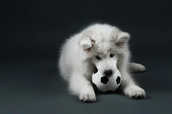 Älskvärda samojed hund leker med boll på mörk bakgrund — Stockfoto