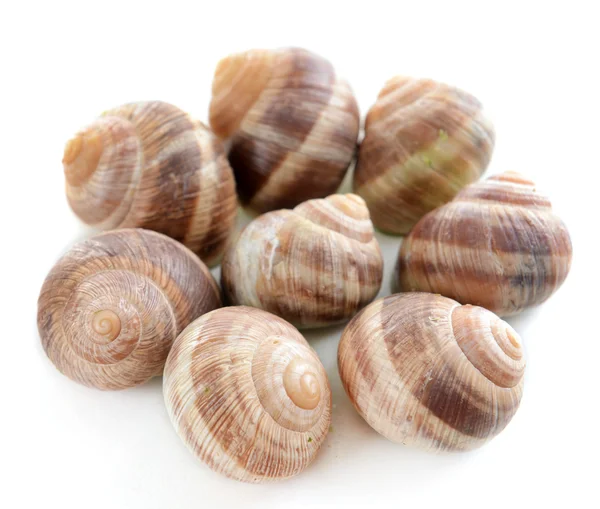 Schnecken isoliert auf weiß — Stockfoto