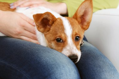 Sevimli köpek ile kanepede oturan kadın yakın çekim
